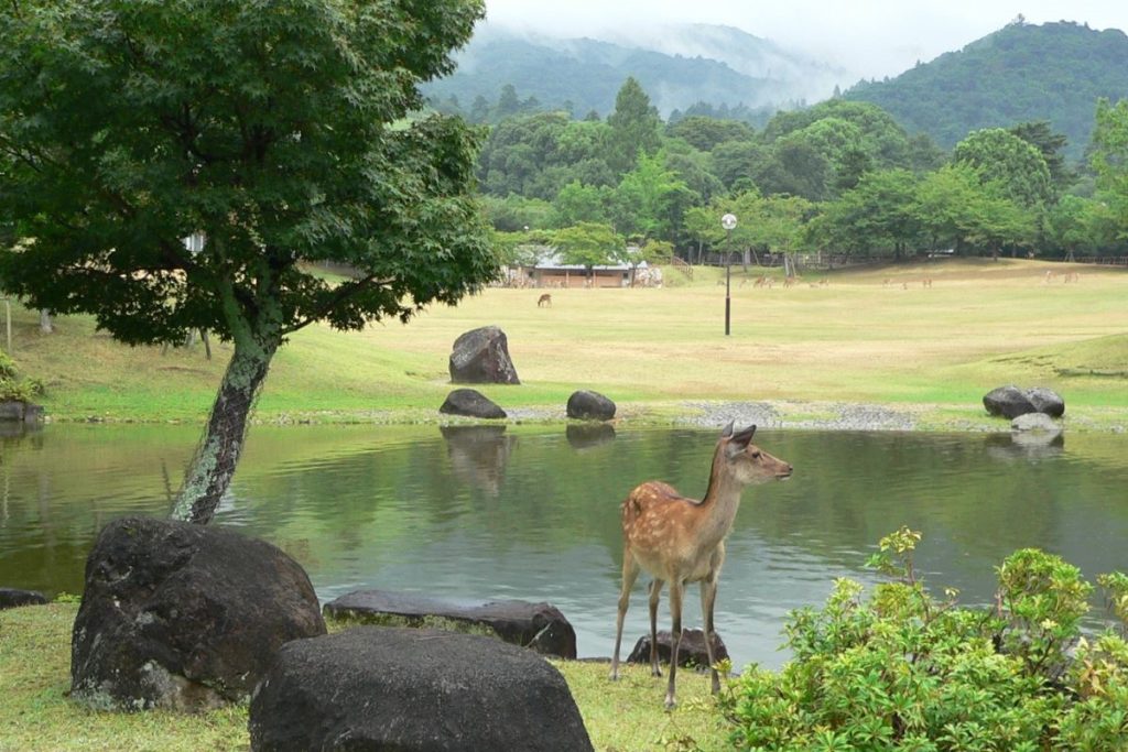 奈良公園