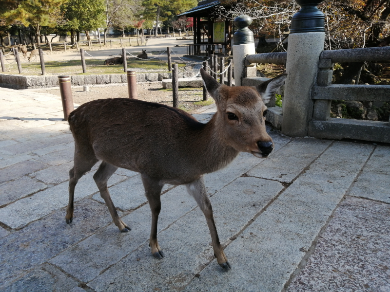 奈良公園