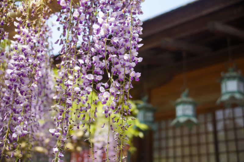 春日大社