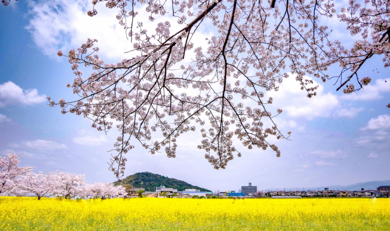 藤原宮跡