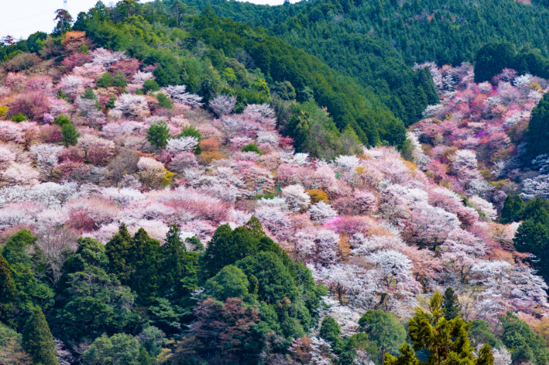 吉野山