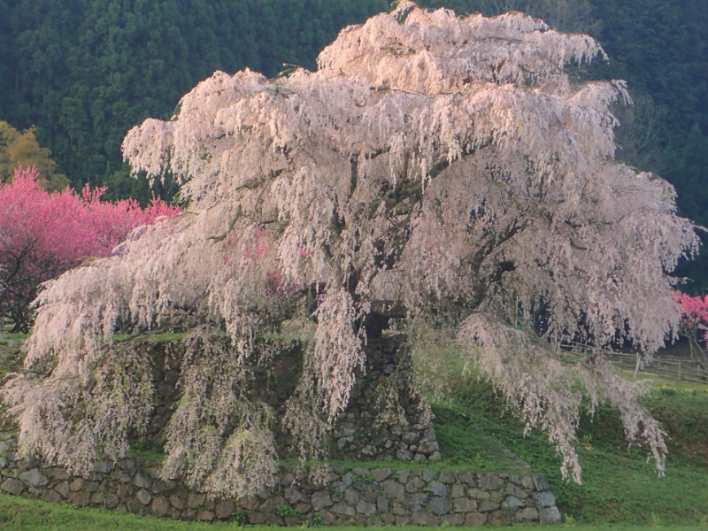 又兵衛桜