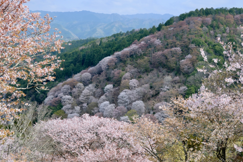 吉野山