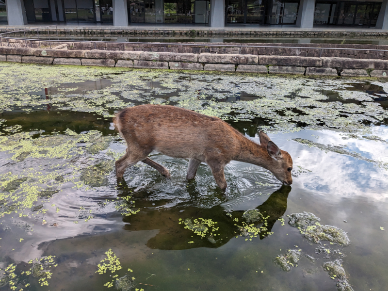 奈良公園