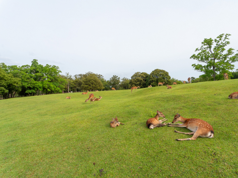 奈良公園