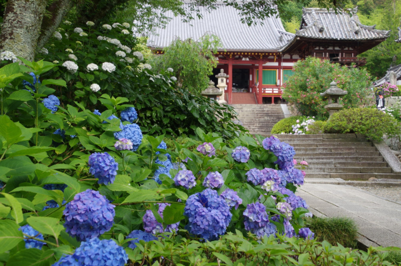 矢田寺