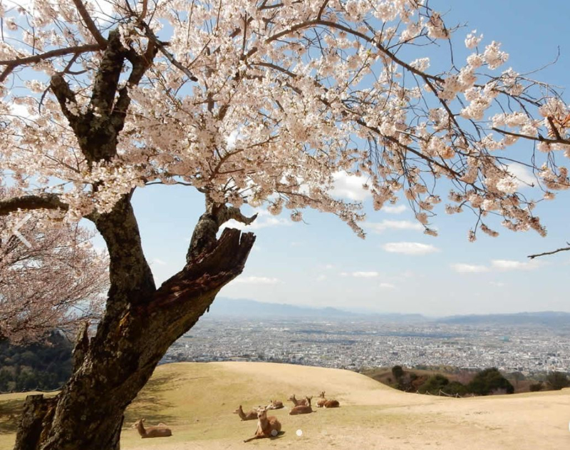 若草山