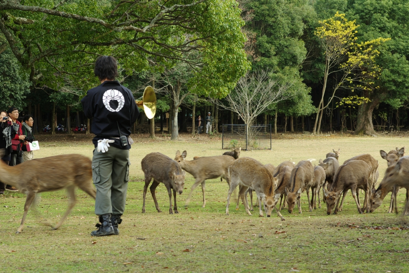 奈良公園 飛火野の鹿寄せ