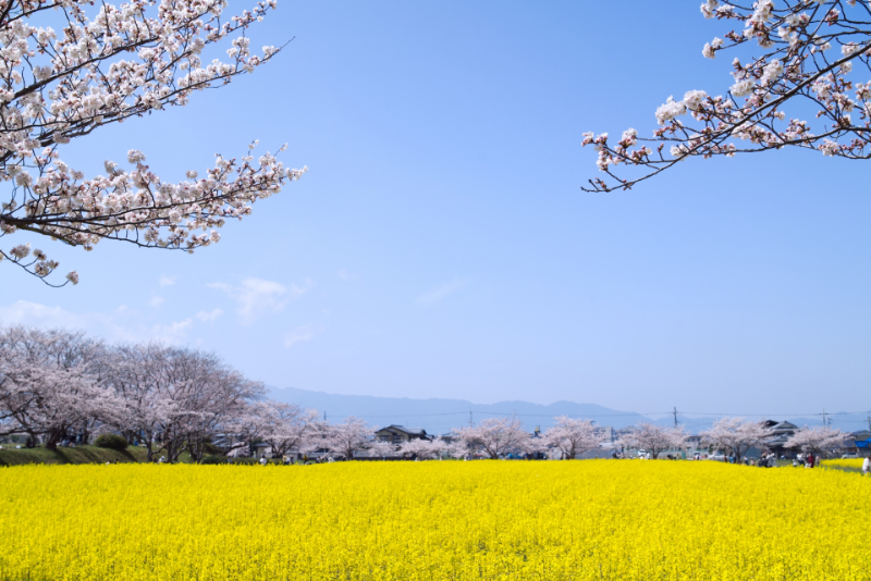 藤原宮跡