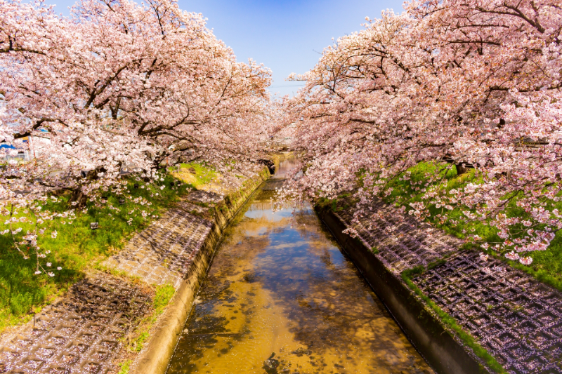 高田千本桜