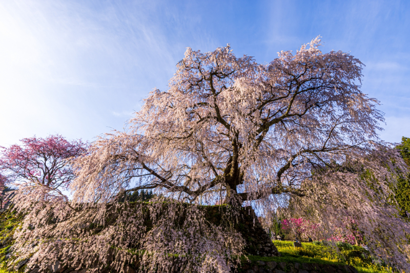 又兵衛桜