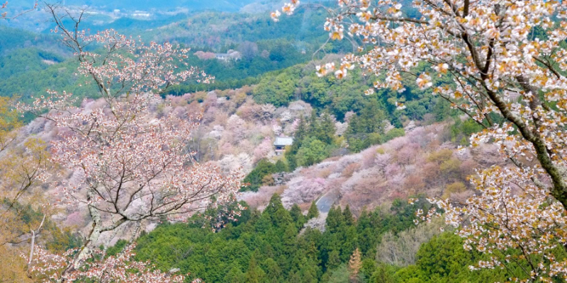 吉野山