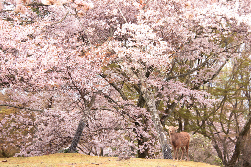 奈良公園