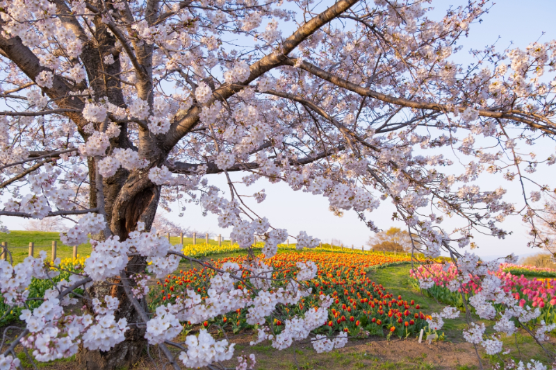 馬見丘陵公園