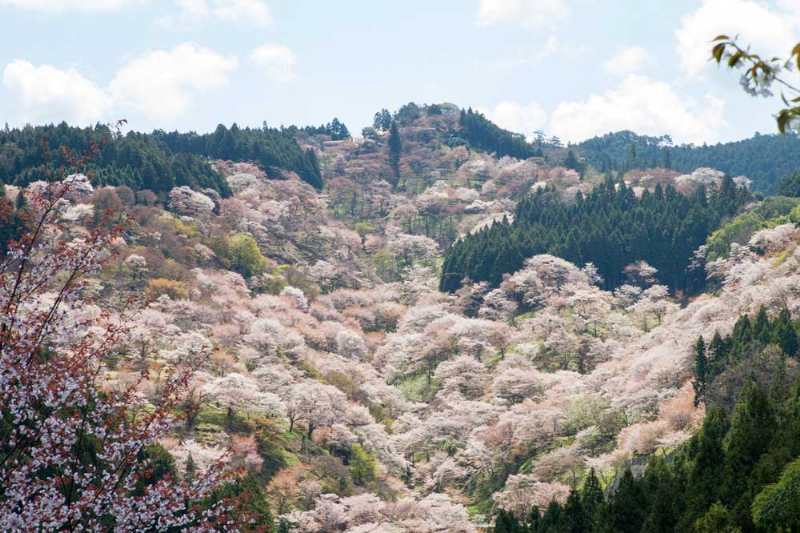 吉野山