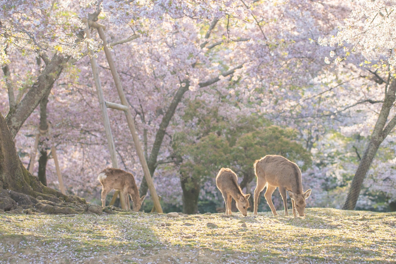 奈良公園